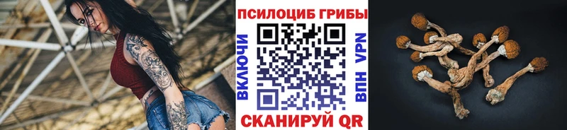 Купить  Щёлково  Галлюциногенные грибы Psilocybine cubensis 